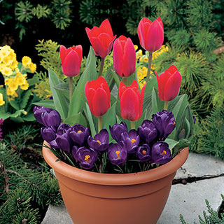 Tulip and Crocus Drop in Bulb Kit