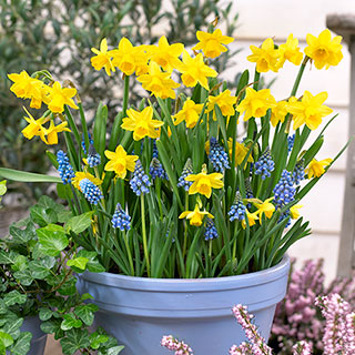 Blooming Fast Drop In Bulb Planter Narcissus and Muscari Kit