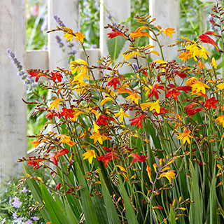 Crocosmia Montbretia Collection