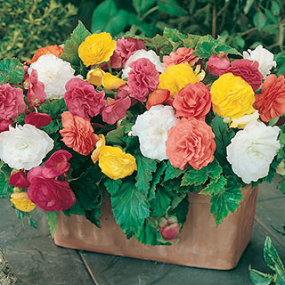 Begonia 'Bonanza!'