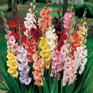 Glamorous Gladioli