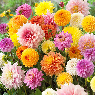 Dahlia 'Patio Choice' Mix