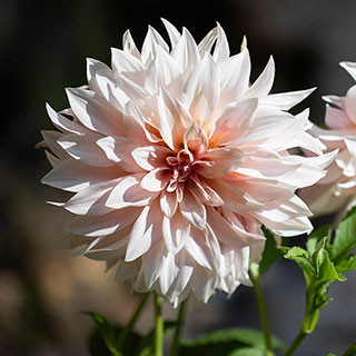 Dahlia 'Cafe au Lait'