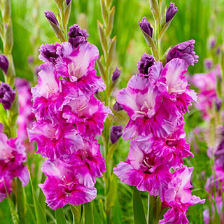 Gladioli 'Purple Art'