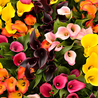 Colourful Calla Lily Collection