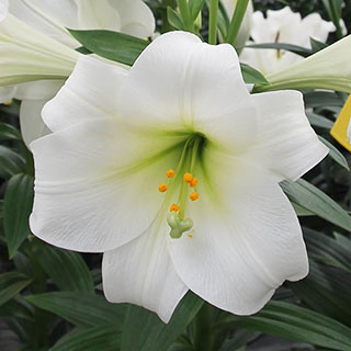 Longiflorum Lily 'Carpino'