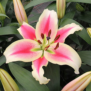 Skyscraper Lily 'Candy Club'