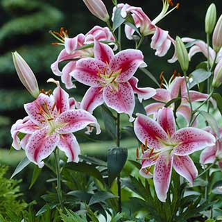 Mixed Fragrant Oriental Lilies