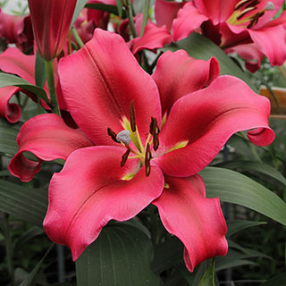 Skyscraper Lily 'Palazzo'