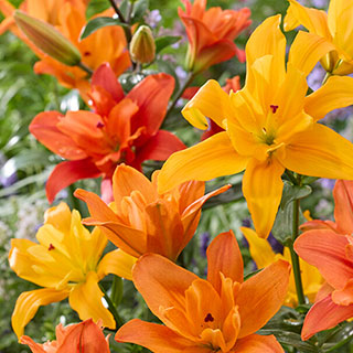 Pollen-Free Lily Butterfly Double Collection