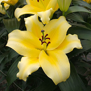 Lily 'Dinner Plate Monchique'