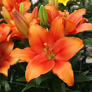 Lily 'Amber Waves'