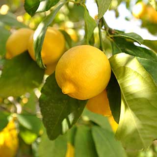 Citrus Lemon Tree
