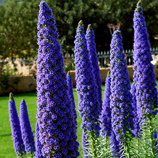'Pride of Madeira' Echium candicans