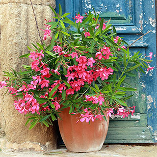 Oleander Pink 'Emilie' Bushes