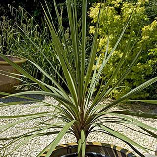 Pair of Cordyline australis