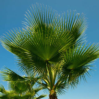 Mexican Fan Palm