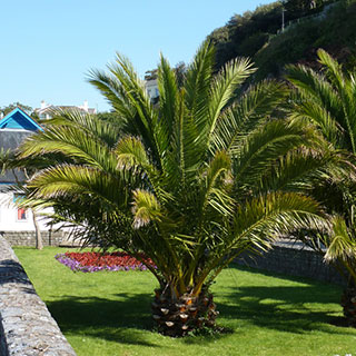 Phoenix canariensis 'Canary Island Date Palm'