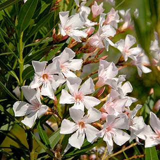 Oleander White 'Soeur Agnes' Bush