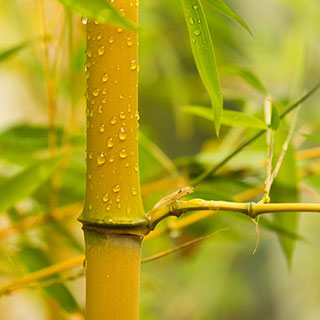 Yellow Bamboo Phyllostachys aureosulcata