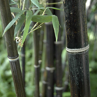 Black Bamboo Phyllostachys nigra