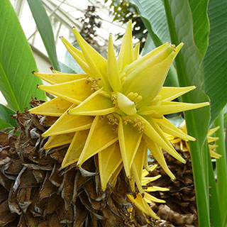 Musella lasiocarpa - Golden Lotus Banana