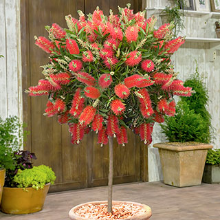 Callistemon 'Bottlebrush' Standard