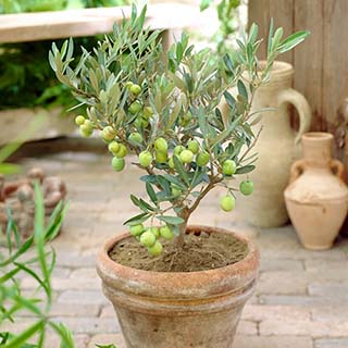 Mini Standard Olive Tree
