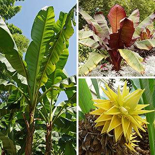 Architectural Banana Plant Collection