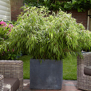 Fargesia rufa 'Fountain' Bamboo