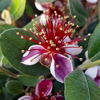 Pineapple Guava - Acca selloweana