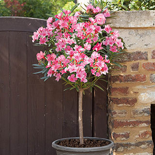 Oleander 'Shades of Pink' Standards