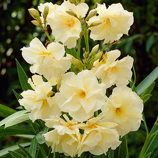 Pair of Oleander Double Yellow 'Luteum Plenum' Standards