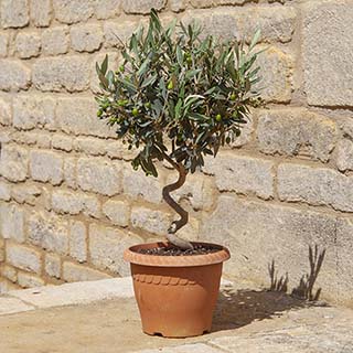 Patio Spiral Stem Olive Tree