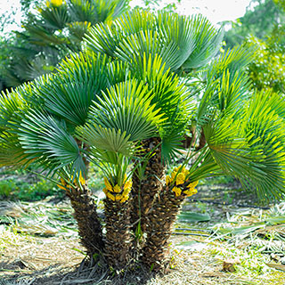 Chamaerops Humilis Fan Palm