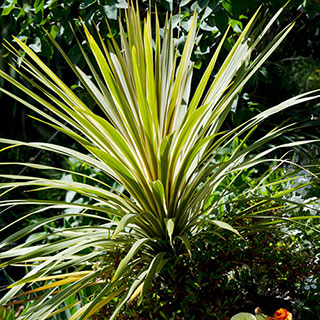 Cordyline australis 'Torbay Dazzler'