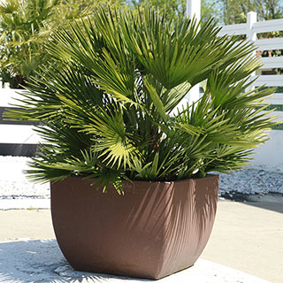 Chamaerops Compact 'The Volcano Palm'