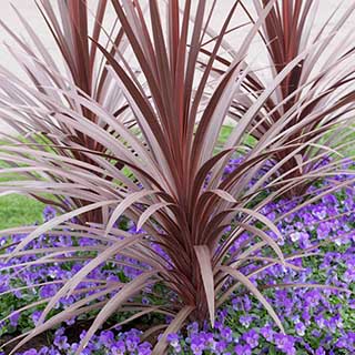 Cordyline australis 'Red Star'