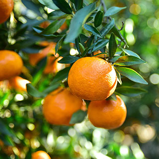 Citrus 'Satsuma' Tree