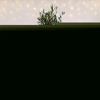 Christmas Gift Wrapped Standard Olive Tree