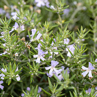 Westringia fruticosa