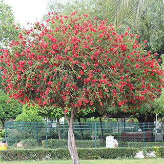 Callistemon viminalis 'Red Star' Standard