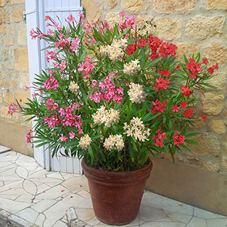 'Tricolour' Oleander Bushes