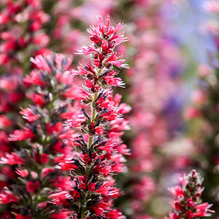 Echium 'Red Feathers'