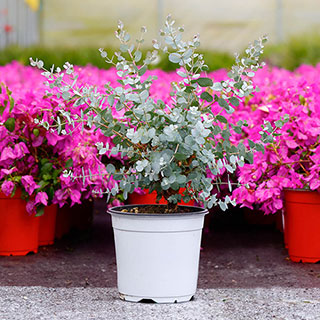 Eucalyptus 'Compact Silver'