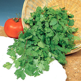 Herb Coriander