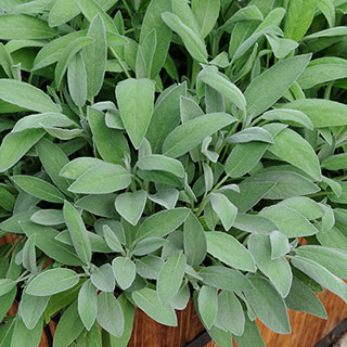 Herb English Sage