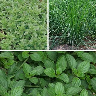 Garden Herb Collection
