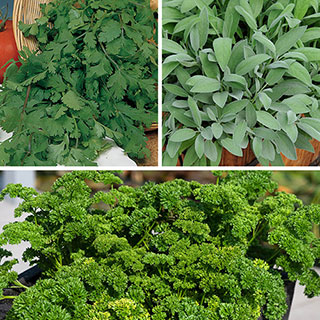 Kitchen Herb Collection