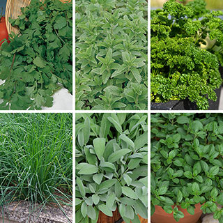 Essential Herb Collection